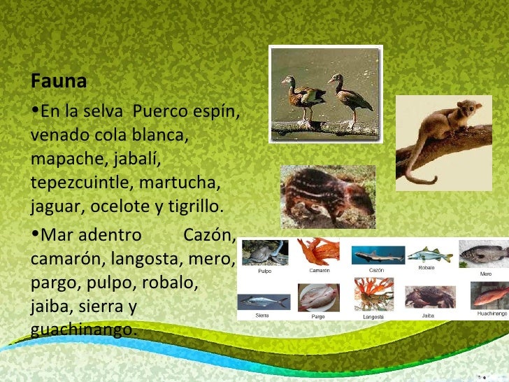 Visita campeche, campeche Visita campeche, campeche