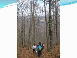 Visita al Castañar Gallego de Hervás