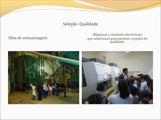 Seleção- Qualidade
Silos de armazenagem.
Máquinas ( catadoras eletrônicas)
que selecionam precisamente os grãos de
qualidade.
 