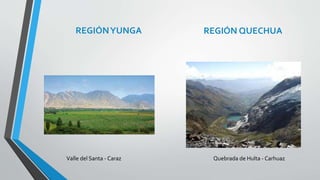 REGIÓN YUNGA REGIÓN QUECHUA 
Valle del Santa - Caraz Quebrada de Hulta - Carhuaz 
 