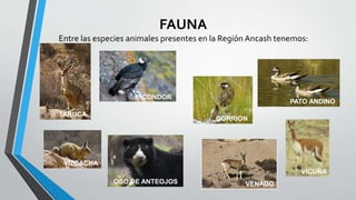 FAUNA 
Entre las especies animales presentes en la Región Ancash tenemos: 
TARUCA 
CONDOR 
VICUÑA 
OSO DE ANTEOJOS 
VIZCACHA 
GORRION 
VENADO 
PATO ANDINO 
 