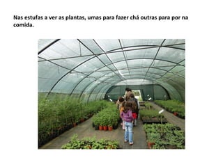 Nas estufas a ver as plantas, umas para fazer chá outras para por na
comida.
 