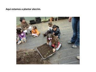 Aqui estamos a plantar alecrim.
 