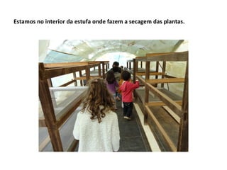 Estamos no interior da estufa onde fazem a secagem das plantas.
 