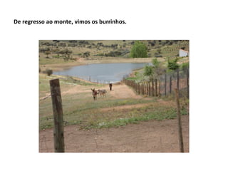 De regresso ao monte, vimos os burrinhos.
 