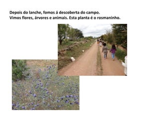 Depois do lanche, fomos á descoberta do campo.
Vimos flores, árvores e animais. Esta planta é o rosmaninho.
 
