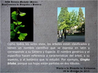 IES Antonio Machado (Soria).
Departamento de Geografía e Historia
Como todos los seres vivos, los árboles están clasificados y
tienen un nombre científico que se expresa en latín y
corresponde a su Género y Especie. El nombre genérico y el
específico hacen referencia a características del árbol, a su
aspecto, o al botánico que lo estudió. Por ejemplo, Gingko
biloba, porque sus hojas están partidas en dos lóbulos.
Visita a la Alameda de Cervantes.
08 de Octubre de 2015
 