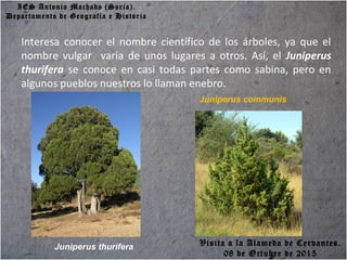 IES Antonio Machado (Soria).
Departamento de Geografía e Historia
Interesa conocer el nombre científico de los árboles, ya que el
nombre vulgar varía de unos lugares a otros. Así, el Juniperus
thurifera se conoce en casi todas partes como sabina, pero en
algunos pueblos nuestros lo llaman enebro.
Juniperus thurifera
Juniperus communis
Visita a la Alameda de Cervantes.
08 de Octubre de 2015
 