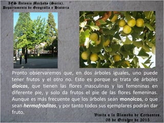 IES Antonio Machado (Soria).
Departamento de Geografía e Historia
Pronto observaremos que, en dos árboles iguales, uno puede
tener frutos y el otro no. Esto es porque se trata de árboles
dioicos, que tienen las flores masculinas y las femeninas en
diferente pie, y solo da frutos el pie de las flores femeninas.
Aunque es más frecuente que los árboles sean monoicos, o que
sean hermafroditas, y por tanto todos sus ejemplares podrán dar
fruto. Visita a la Alameda de Cervantes.
08 de Octubre de 2015
 