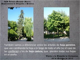 IES Antonio Machado (Soria).
Departamento de Geografía e Historia
También vamos a diferenciar entre los árboles de hoja perenne,
que van cambiando la hoja a lo largo de todo el año (es el caso de
las coníferas) y los de hoja caduca, que pierden todas sus hojas
en el otoño.
Visita a la Alameda de Cervantes.
08 de Octubre de 2015
 