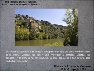 IES Antonio Machado (Soria).
Departamento de Geografía e Historia
El árbol más abundante de nuestro país, por ser propio del clima mediterráneo,
es la encina (Quercus ilex ilex) y una variedad, la carrasca (Quercus ilex
ballota). En la Dehesa no hay ninguna. Debéis acercaros a San Saturio para
poderlas contemplar…
Visita a la Alameda de Cervantes.
08 de Octubre de 2015
 