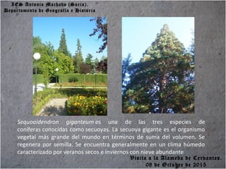 IES Antonio Machado (Soria).
Departamento de Geografía e Historia
Sequoaidendron giganteum es una de las tres especies de
coníferas conocidas como secuoyas. La secuoya gigante es el organismo
vegetal más grande del mundo en términos de suma del volumen. Se
regenera por semilla. Se encuentra generalmente en un clima húmedo
caracterizado por veranos secos e inviernos con nieve abundante
Visita a la Alameda de Cervantes.
08 de Octubre de 2015
 