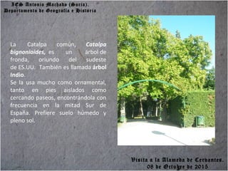 IES Antonio Machado (Soria).
Departamento de Geografía e Historia
La Catalpa común, Catalpa
bignonioides, es un árbol de
fronda, oriundo del sudeste
de ES.UU. También es llamada árbol
Indio.
Se la usa mucho como ornamental,
tanto en pies aislados como
cercando paseos, encontrándola con
frecuencia en la mitad Sur de
España. Prefiere suelo húmedo y
pleno sol.
Visita a la Alameda de Cervantes.
08 de Octubre de 2015
 
