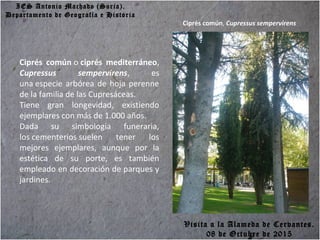 IES Antonio Machado (Soria).
Departamento de Geografía e Historia
Ciprés común o ciprés mediterráneo,
Cupressus sempervirens, es
una especie arbórea de hoja perenne
de la familia de las Cupresáceas.
Tiene gran longevidad, existiendo
ejemplares con más de 1.000 años.
Dada su simbología funeraria,
los cementerios suelen tener los
mejores ejemplares, aunque por la
estética de su porte, es también
empleado en decoración de parques y
jardines.
Ciprés común, Cupressus sempervirens
Visita a la Alameda de Cervantes.
08 de Octubre de 2015
 