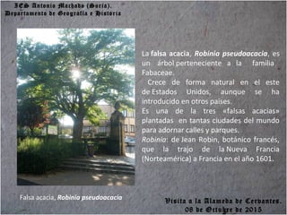 IES Antonio Machado (Soria).
Departamento de Geografía e Historia
Falsa acacia, Robinia pseudoacacia
La falsa acacia, Robinia pseudoacacia, es
un árbol perteneciente a la familia
Fabaceae.
Crece de forma natural en el este
de Estados Unidos, aunque se ha
introducido en otros países.
Es una de la tres «falsas acacias»
plantadas en tantas ciudades del mundo
para adornar calles y parques.
Robinia: de Jean Robin, botánico francés,
que la trajo de la Nueva Francia
(Norteamérica) a Francia en el año 1601.
Visita a la Alameda de Cervantes.
08 de Octubre de 2015
 