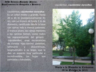 IES Antonio Machado (Soria).
Departamento de Geografía e Historia
Liquidámbar, Liquidambar styraciflua
Es un árbol medio a grande, hasta
20 a 35 m (excepcionalmente 41
m), con un tronco de hasta 1 m de
diámetro, ramificado desde la base
con ramas más o menos patentes.
El tronco joven, las ramas menores
y las ramitas tienen, como todos
los representantes del género
Liquidambar, unas excrecencias
de corteza -tipo corcho- patentes,
laminares y discontinuas,
longitudinales a su largo, que le
dan un aspecto muy particular e
inconfundible. Las hojas son
palmadas y lobuladas,
Liquidámbar, Liquidambar styraciflua
Visita a la Alameda de Cervantes.
08 de Octubre de 2015
 