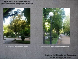 IES Antonio Machado (Soria).
Departamento de Geografía e Historia
Tilo silvestre, Tilo cordata. Miller Tilo plateado, Tilia tormentosa Moench
Visita a la Alameda de Cervantes.
08 de Octubre de 2015
 