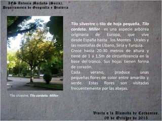 IES Antonio Machado (Soria).
Departamento de Geografía e Historia
Tilo silvestre, Tilo cordata. Miller
Tilo silvestre o tilo de hoja pequeña, Tilo
cordata. Miller es una especie arbórea
originaria de Europa, que vive
desde España hasta los Montes Urales y
las montañas de Líbano, Siria y Turquía.
Crece hasta 20-30 metros de altura y
tiene de 1 a 1,5m de circunferencia en la
base del tronco. Sus hojas tienen forma
de corazón.
Cada verano, produce unas
pequeñas flores de color entre amarillo y
verde. Estas flores son visitadas
frecuentemente por las abejas.
Visita a la Alameda de Cervantes.
08 de Octubre de 2015
 