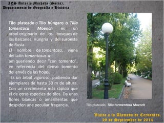 IES Antonio Machado (Soria).
Departamento de Geografía e Historia
Visita a la Alameda de Cervantes.
29 de Septiembre de 2014
Tilo plateado, Tilia tormentosa Moench
Tilo plateado o Tilo húngaro o Tilia
tomentosa Moench es un
árbol originario de los bosques de
los Balcanes, Hungría y del suroeste
de Rusia.
El nombre de tomentosa, viene
del latín tomentosus-a-
um queriendo decir "con tomento",
en referencia del denso tomento
del envés de las hojas.
Es un árbol vigoroso, pudiendo dar
ejemplares de hasta 30 m de altura.
Con un crecimiento más rápido que
el de otras especies de tilos. Da unas
flores blancas o amarillentas que
despiden una peculiar fragancia.
 