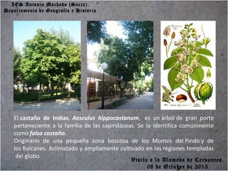 IES Antonio Machado (Soria).
Departamento de Geografía e Historia
El castaño de Indias, Aesculus hippocastanum, es un árbol de gran porte
perteneciente a la familia de las sapindáceas. Se lo identifica comúnmente
como falso castaño.
Originario de una pequeña zona boscosa de los Montes del Pindo y de
los Balcanes. Aclimatado y ampliamente cultivado en las regiones templadas
del globo.
Visita a la Alameda de Cervantes.
08 de Octubre de 2015
 
