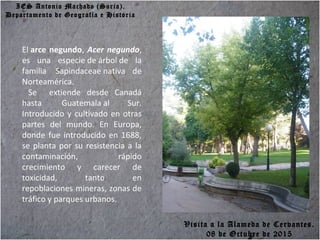 IES Antonio Machado (Soria).
Departamento de Geografía e Historia
El arce negundo, Acer negundo,
es una especie de árbol de la
familia Sapindaceae nativa de
Norteamérica.
Se extiende desde Canadá
hasta Guatemala al Sur.
Introducido y cultivado en otras
partes del mundo. En Europa,
donde fue introducido en 1688,
se planta por su resistencia a la
contaminación, rápido
crecimiento y carecer de
toxicidad, tanto en
repoblaciones mineras, zonas de
tráfico y parques urbanos.
Visita a la Alameda de Cervantes.
08 de Octubre de 2015
 
