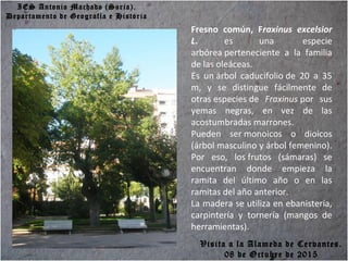 IES Antonio Machado (Soria).
Departamento de Geografía e Historia
Fresno común, Fraxinus excelsior
L. es una especie
arbórea perteneciente a la familia
de las oleáceas.
Es un árbol caducifolio de 20 a 35
m, y se distingue fácilmente de
otras especies de Fraxinus por sus
yemas negras, en vez de las
acostumbradas marrones.
Pueden ser monoicos o dioicos
(árbol masculino y árbol femenino).
Por eso, los frutos (sámaras) se
encuentran donde empieza la
ramita del último año o en las
ramitas del año anterior.
La madera se utiliza en ebanistería,
carpintería y tornería (mangos de
herramientas).
Visita a la Alameda de Cervantes.
08 de Octubre de 2015
 