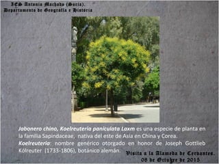 IES Antonio Machado (Soria).
Departamento de Geografía e Historia
Jabonero chino, Koelreuteria paniculata Laxm es una especie de planta en
la familia Sapindaceae, nativa del este de Asia en China y Corea.
Koelreuteria: nombre genérico otorgado en honor de Joseph Gottlieb
Kölreuter (1733-1806), botánico alemán. Visita a la Alameda de Cervantes.
08 de Octubre de 2015
 