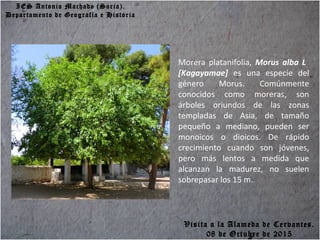 IES Antonio Machado (Soria).
Departamento de Geografía e Historia
Morera platanifolia, Morus alba L
[Kagayamae] es una especie del
género Morus. Comúnmente
conocidos como moreras, son
árboles oriundos de las zonas
templadas de Asia, de tamaño
pequeño a mediano, pueden ser
monoicos o dioicos. De rápido
crecimiento cuando son jóvenes,
pero más lentos a medida que
alcanzan la madurez, no suelen
sobrepasar los 15 m.
Visita a la Alameda de Cervantes.
08 de Octubre de 2015
 