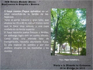 IES Antonio Machado (Soria).
Departamento de Geografía e Historia
Haya. Fagus Sylvatica L.
El haya común (Fagus sylvatica) es un
árbol caducifolio de la familia de las
fagáceas
Tiene el porte robusto y gran tallo, que
alcanza los 35 ó 40 m, con un tronco recto
que lo hace muy valioso, y una copa
ovalada en su tercio superior.
El haya necesita suelos frescos y fértiles,
sin embargo logra vivir en suelos silíceos.
Como tiene una elevada tasa de
transpiración, necesita abundante lluvia.
Es una especie de sombra y por eso
prefiere situarse en las montañas y los
montes
Visita a la Alameda de Cervantes.
08 de Octubre de 2015
 