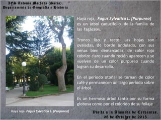 IES Antonio Machado (Soria).
Departamento de Geografía e Historia
Haya roja. Fagus Sylvatica L. [Purpurea]
Haya roja, Fagus Sylvatica L. [Purpurea]
es un árbol caducifolio de la familia de
las fagáceas.
Tronco liso y recto. Las hojas son
ovaladas, de borde ondulado, con sus
venas bien demarcadas, de color rojo
cobrizo claro cuando recién aparecen y se
vuelven de un color purpúreo cuando
logran su desarrollo.
En el período otoñal se tornan de color
café y permanecen un largo período sobre
el árbol.
Es un hermoso árbol tanto por su forma
globosa como por el colorido de su follaje.
Visita a la Alameda de Cervantes.
08 de Octubre de 2015
 