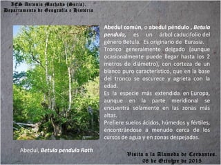 IES Antonio Machado (Soria).
Departamento de Geografía e Historia
Abedul, Betula pendula Roth
Abedul común, o abedul péndulo , Betula
pendula, es un árbol caducifolio del
género Betula. Es originario de Eurasia.
Tronco generalmente delgado (aunque
ocasionalmente puede llegar hasta los 2
metros de diámetro), con corteza de un
blanco puro característico, que en la base
del tronco se oscurece y agrieta con la
edad.
Es la especie más extendida en Europa,
aunque en la parte meridional se
encuentra solamente en las zonas más
altas.
Prefiere suelos ácidos, húmedos y fértiles,
encontrándose a menudo cerca de los
cursos de agua y en zonas despejadas.
Visita a la Alameda de Cervantes.
08 de Octubre de 2015
 