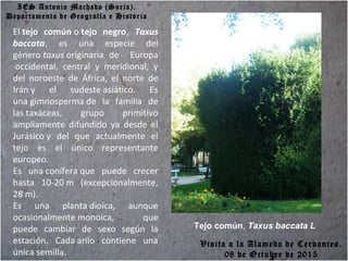 IES Antonio Machado (Soria).
Departamento de Geografía e Historia
El tejo común o tejo negro, Taxus
baccata, es una especie del
género taxus originaria de Europa
occidental, central y meridional, y
del noroeste de África, el norte de
Irán y el sudeste asíático. Es
una gimnosperma de la familia de
las taxáceas, grupo primitivo
ampliamente difundido ya desde el
Jurásico y del que actualmente el
tejo es el único representante
europeo.
Es una conífera que puede crecer
hasta 10-20 m (excepcionalmente,
28 m).
Es una planta dioica, aunque
ocasionalmente monoica, que
puede cambiar de sexo según la
estación. Cada arilo contiene una
única semilla.
Tejo común, Taxus baccata L
Visita a la Alameda de Cervantes.
08 de Octubre de 2015
 