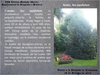 IES Antonio Machado (Soria).
Departamento de Geografía e Historia
El acebo, Ilex aquifolium, es
un arbusto o como mucho un
pequeño árbol de la familia de
las Aquifoliaceae. Puede llegar a medir
unos 20 m de altura y vivir 500 años,
aunque normalmente no pasa de los
100. Forma parte de la tradición
decorativa navideña tras sustituir
al muérdago, en la tradición occidental
católica.
El acebal de Garagüeta (Soria), es el
mayor bosque de acebos existente en la
Europa meridional. Comprende 406
hectáreas de bosque, de las cuales 180
son masa pura continua de acebos que
crecen de forma laberíntica formando
bóvedas.
Acebo, Ilex aquifolium
Visita a la Alameda de Cervantes.
08 de Octubre de 2015
 