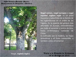 IES Antonio Machado (Soria).
Departamento de Geografía e Historia
Nogal, Juglans regia L
Nogal común, nogal europeo o nogal
español, Juglans regia es un árbol
monoico y caducifolio de la familia de
las Juglandaceae en el orden de las
Fagales. Es la especie del género más
difundida en Europa, extendiéndose
por todo el suroeste y centro de Asia,
hasta el Himalaya y sudoeste de
China.
Es cultivado por la madera, las hojas
aromáticas y el fruto comestible, y
también como ornamental.
Visita a la Alameda de Cervantes.
08 de Octubre de 2015
 
