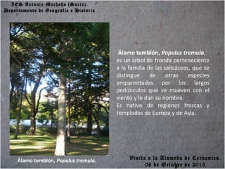 IES Antonio Machado (Soria).
Departamento de Geografía e Historia
Álamo temblón, Populus tremula.
Álamo temblón, Populus tremula,
es un árbol de fronda perteneciente
a la familia de las salicáceas, que se
distingue de otras especies
emparentadas por los largos
pedúnculos que se mueven con el
viento y le dan su nombre.
Es nativo de regiones frescas y
templadas de Europa y de Asia.
Visita a la Alameda de Cervantes.
08 de Octubre de 2015
 