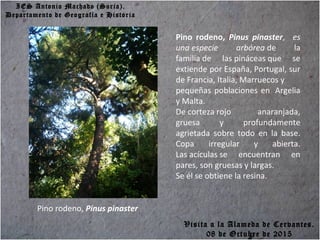 IES Antonio Machado (Soria).
Departamento de Geografía e Historia
Pino rodeno, Pinus pinaster
Pino rodeno, Pinus pinaster,   es 
una especie  arbórea de la
familia de las pináceas que se
extiende por España, Portugal, sur
de Francia, Italia, Marruecos y
pequeñas poblaciones en Argelia
y Malta.
De corteza rojo anaranjada,
gruesa y profundamente
agrietada sobre todo en la base.
Copa irregular y abierta.
Las acículas se encuentran en
pares, son gruesas y largas.
Se él se obtiene la resina.
Visita a la Alameda de Cervantes.
08 de Octubre de 2015
 