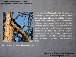 IES Antonio Machado (Soria).
Departamento de Geografía e Historia
Pino silvestre o albar, Pinus sylvestris
Pino silvestre (Pinus sylvestris L.) también
conocido como pino de Valsaín, pino
serrano, pino albar, pino del Norte, pino
rojo o pino bermejo, es una especie
arbórea que pertenece a la familia
Pinacea, género Pinus. Esta conífera, que
puede alcanzar los 30 metros de altura,
crece en el norte de Eurasia. El pino
silvestre es un árbol muy común en
el Hemisferio Norte, extendiéndose
por Eurasia en regiones relativamente
frías.
Visita a la Alameda de Cervantes.
08 de Octubre de 2015
 