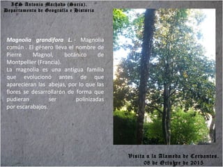 IES Antonio Machado (Soria).
Departamento de Geografía e Historia
Magnolia grandifora L. - Magnolia
común . El género lleva el nombre de
Pierre Magnol, botánico de
Montpellier (Francia).
La magnolia es una antigua familia
que evolucionó antes de que
aparecieran las abejas, por lo que las
flores se desarrollaron de forma que
pudieran ser polinizadas
por escarabajos.
Visita a la Alameda de Cervantes.
08 de Octubre de 2015
 