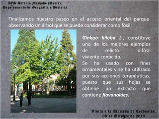 IES Antonio Machado (Soria).
Departamento de Geografía e Historia
Finalizamos nuestro paseo en el acceso oriental del parque
observando un árbol que se puede considerar como fósil:
Ginkgo biloba L., constituye
uno de los mejores ejemplos
de relicto o fósil
viviente conocido.
Se ha usado con fines
ornamentales y se ha utilizado
por sus acciones terapéuticas,
puesto que sus hojas se
obtiene un extracto que
contiene flavonoides.
Visita a la Alameda de Cervantes.
08 de Octubre de 2015
 