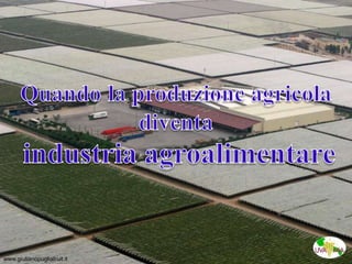 www.giulianopugliafruit.it
 