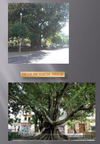 FICUS, DE HACIA 1915-16  