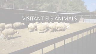 VISITANT ELS ANIMALS
 