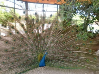 Visita primaria arqueopinto 13-14_Pereda_Leganés