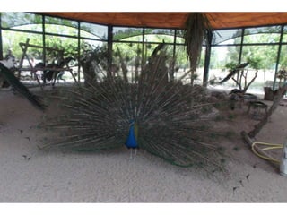 Visita primaria arqueopinto 13-14_Pereda_Leganés