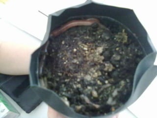 Visitas de estudo experiências e outras