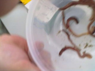 Visitas de estudo experiências e outras