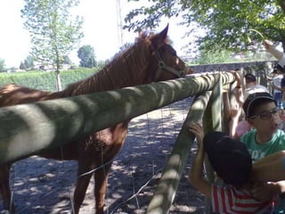 Visitas de estudo experiências e outras