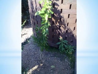 Visitas de estudo experiências e outras