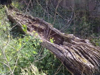 Visitas de estudo experiências e outras