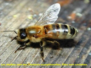 Les abeilles sont des créatures exceptionnelles. Elles sont sociables,
 